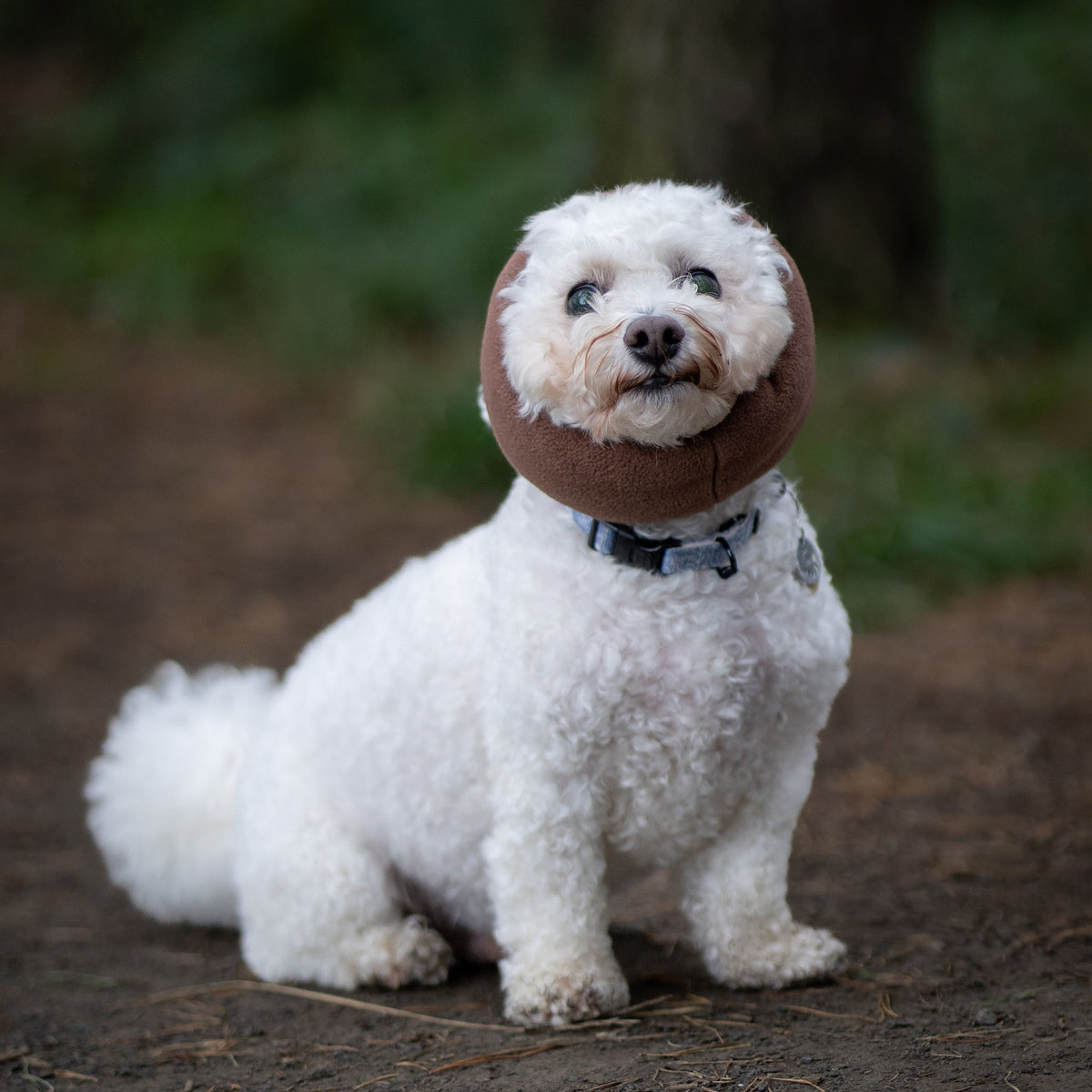 A small white dog sitting on a dirt path in a forest, wearing a brown ear cover