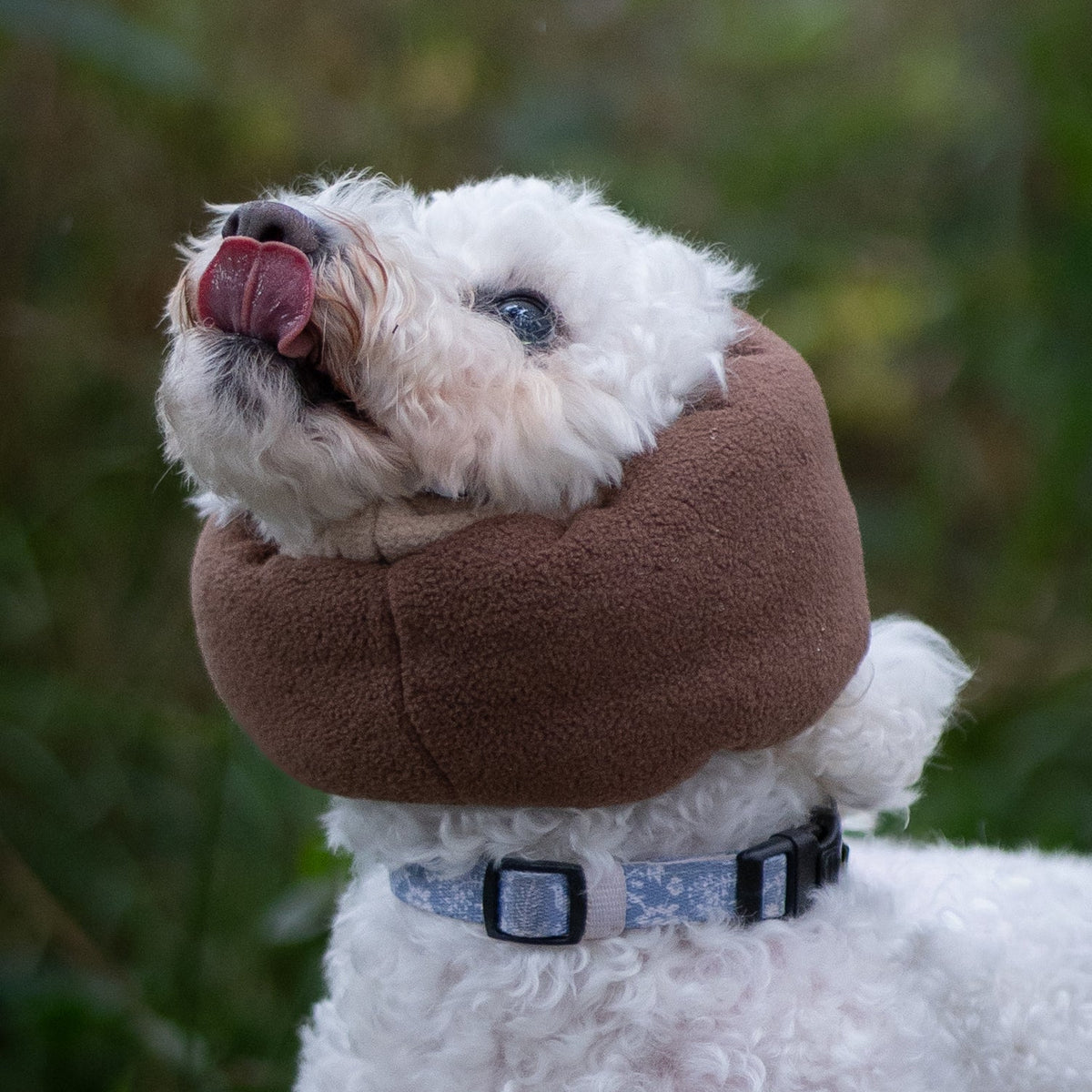 A white curly-haired dog wearing a brown fleece ear warmer  with its tongue sticking out against a blurred green outdoor background.