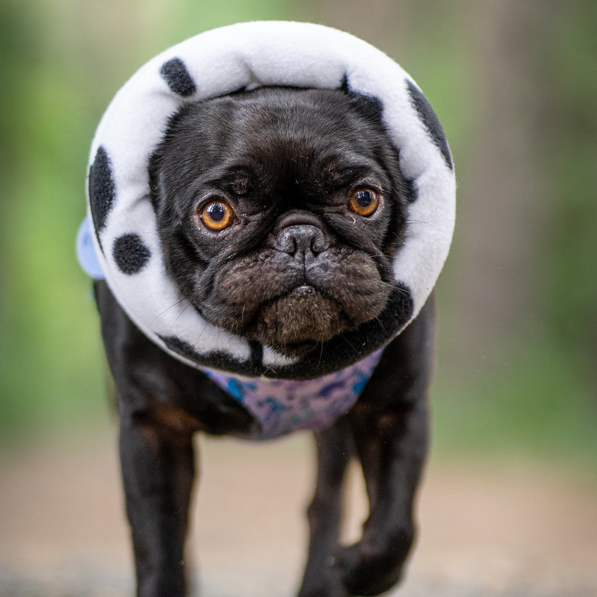 A black pug dog walking on a dirt path outdoors, wearing a plush cow print ear cover