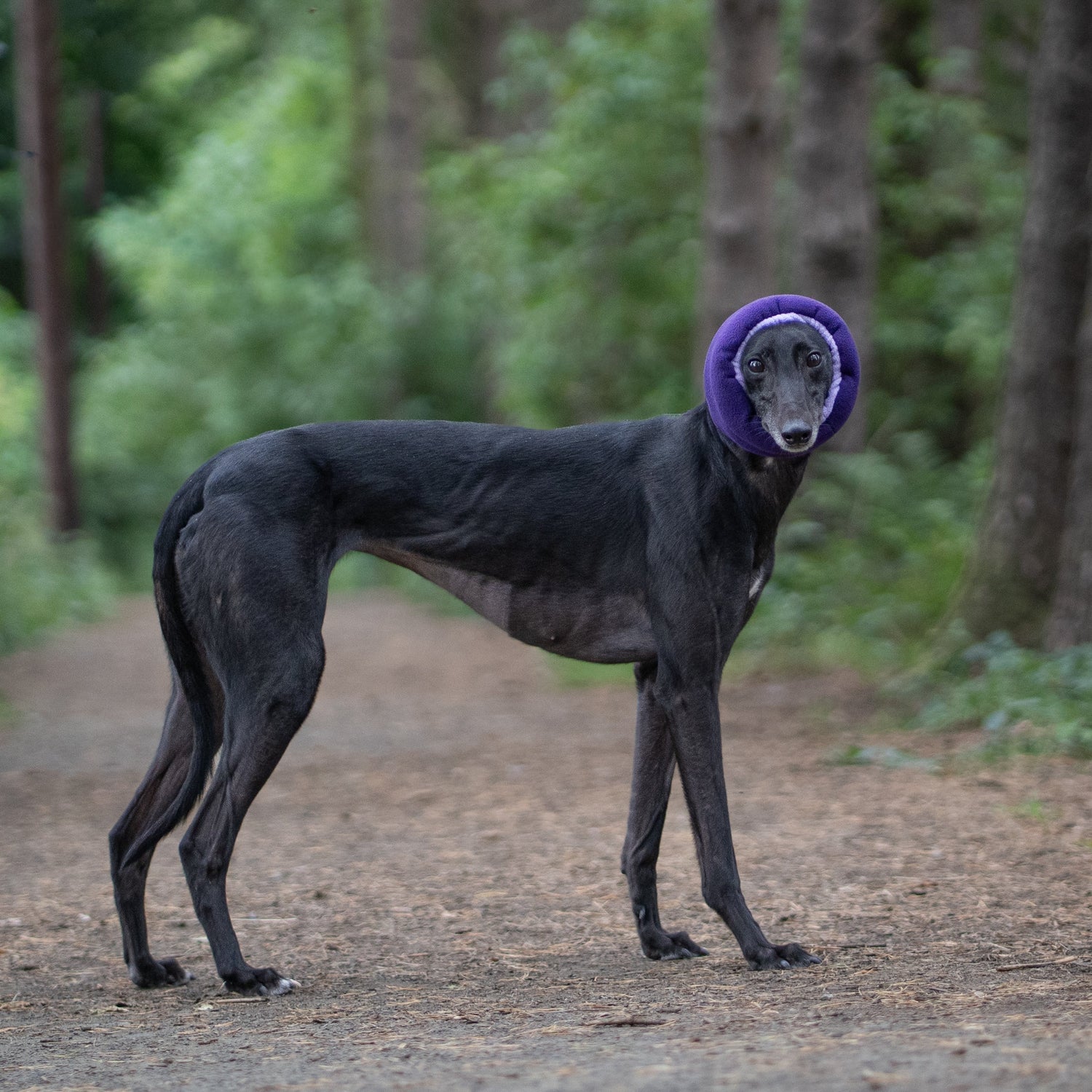 A black greyhound standing on a dirt path in a wooded area, wearing a purple ear cover