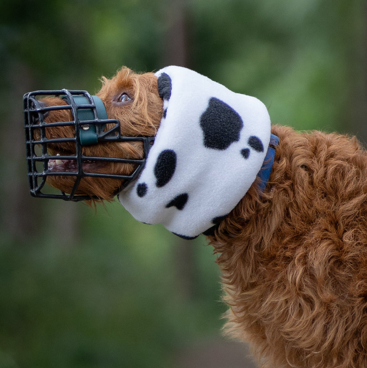 Cow print Hush Muff