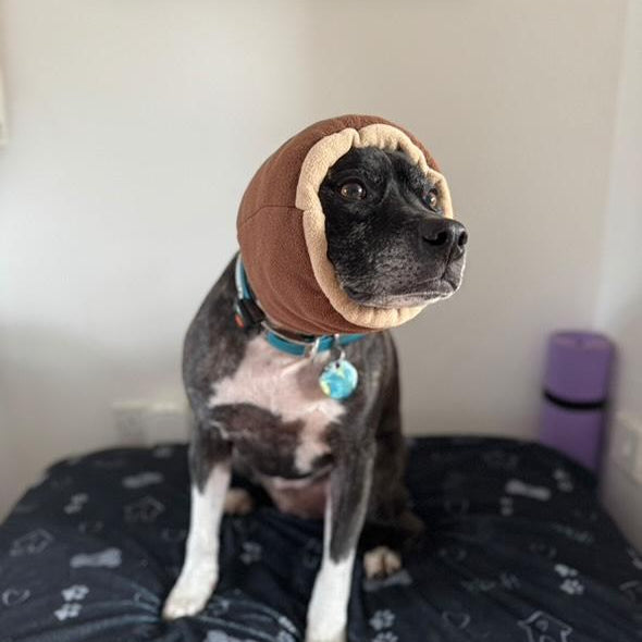 Dog wearing a brown Hush Muff on a dark blanket with a white wall in the background