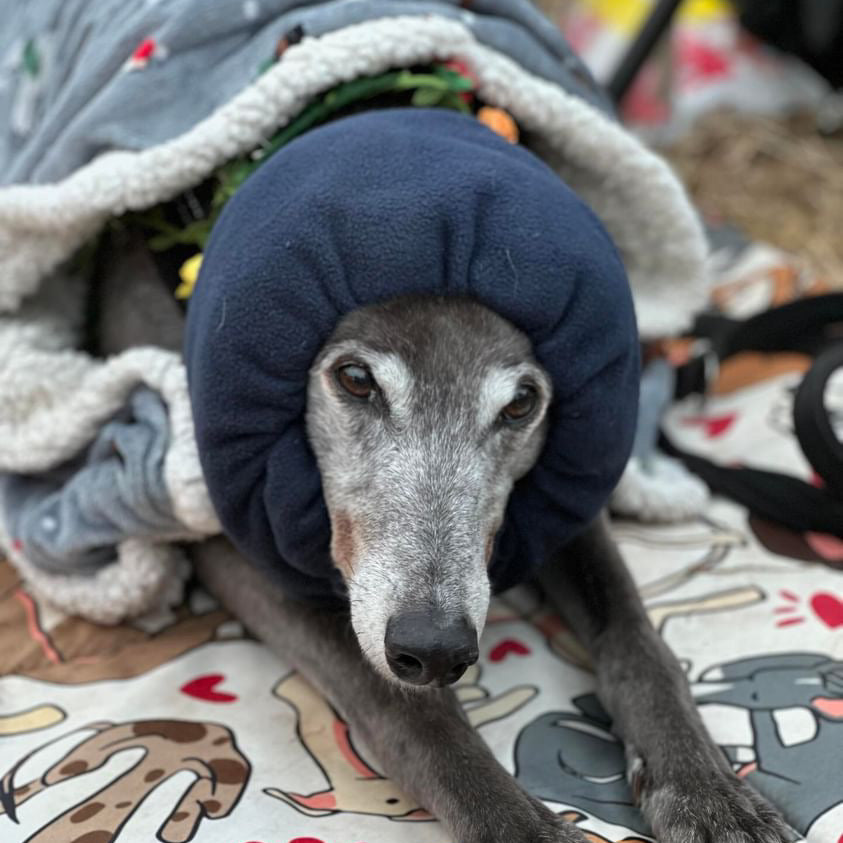 Dog wearing navy noise cancelling snood.
