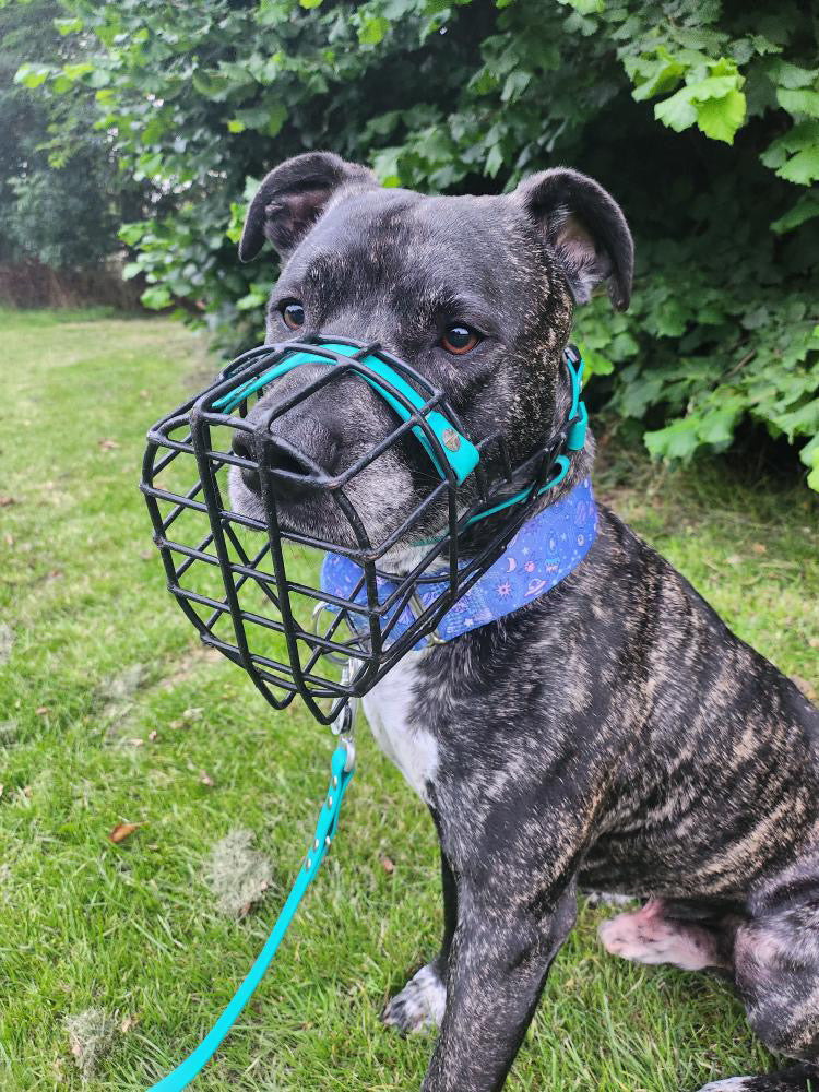 Dog wearing blue martingale dog collar outside.