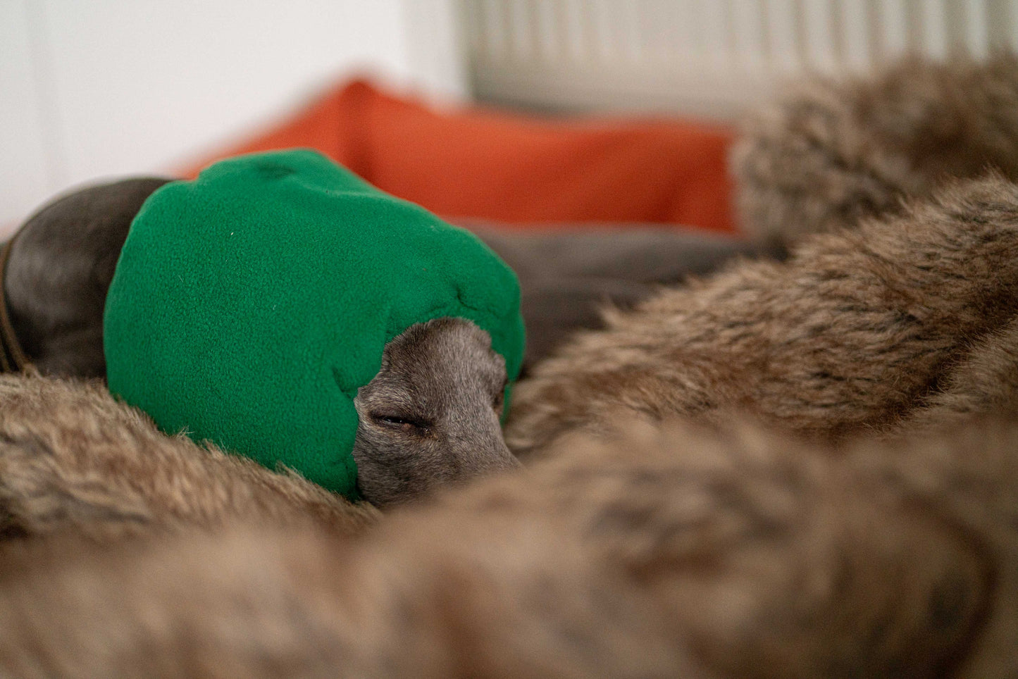 Dog sleeping in anxiety calming earmuff.