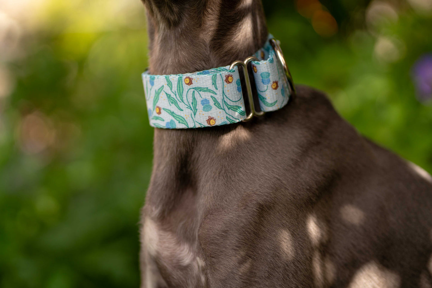 Close up of greyhound wearing martingale dog collar with bee print.