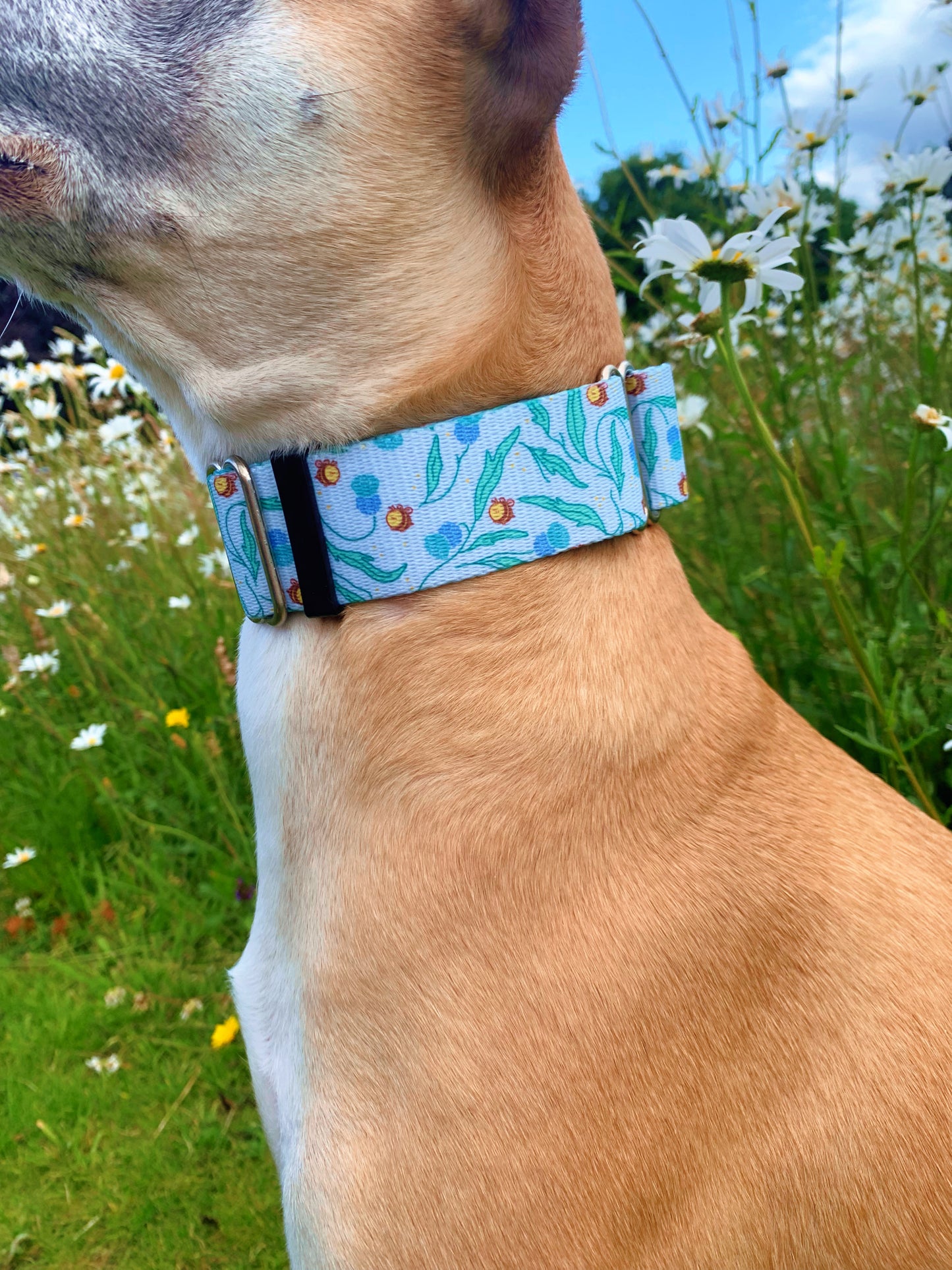 Dog wearing bee print martingale dog collar.