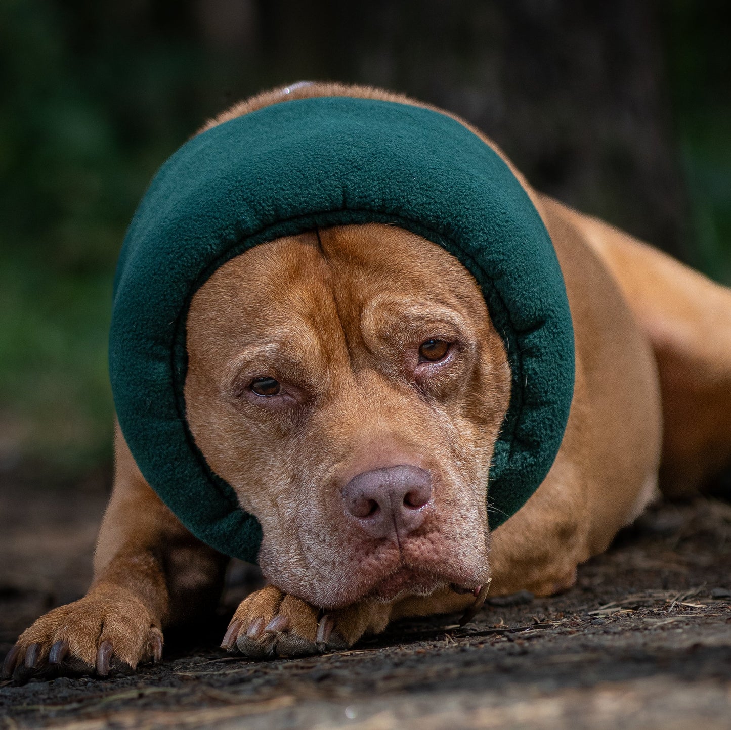 Red dog in green hush muff lying on forest floor