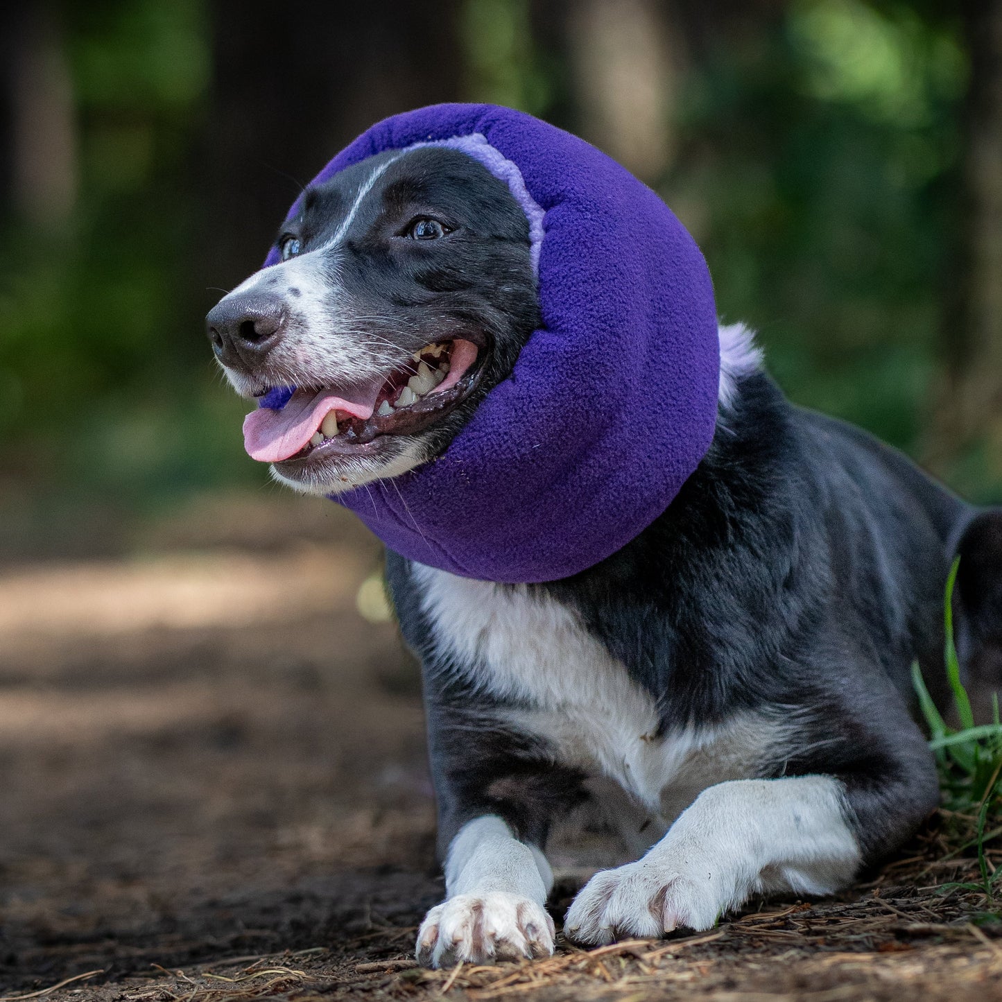 A black and white dog lying on a dirt path in a wooded outdoor setting, wearing a purple ear cover