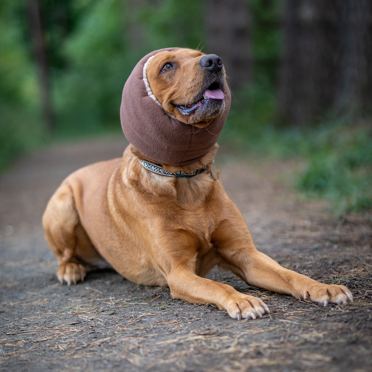 A golden retriever dog lying on a forest path wearing a brown ear cover