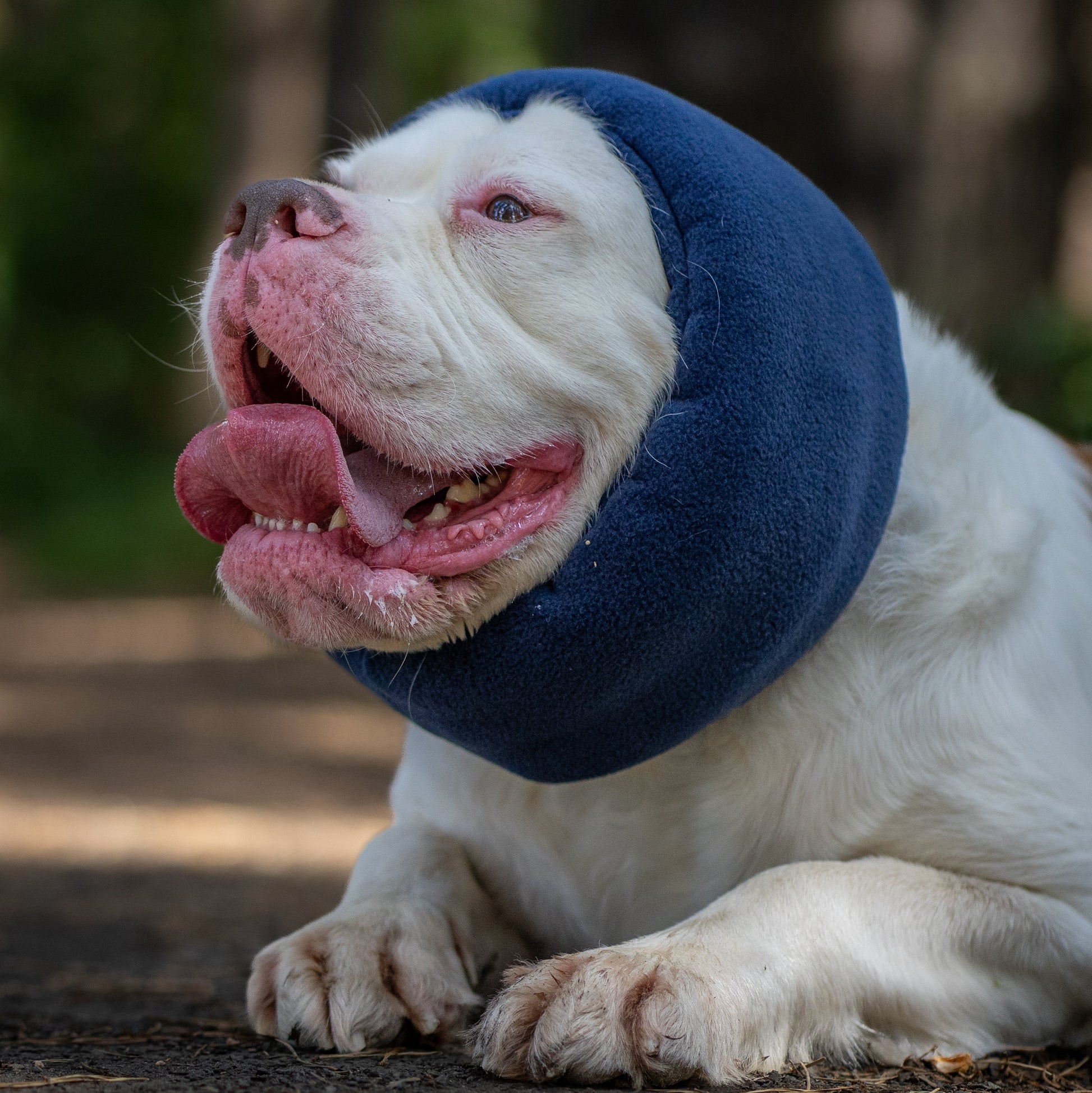 A white dog lying on a forest path wearing a navy blue ear cover