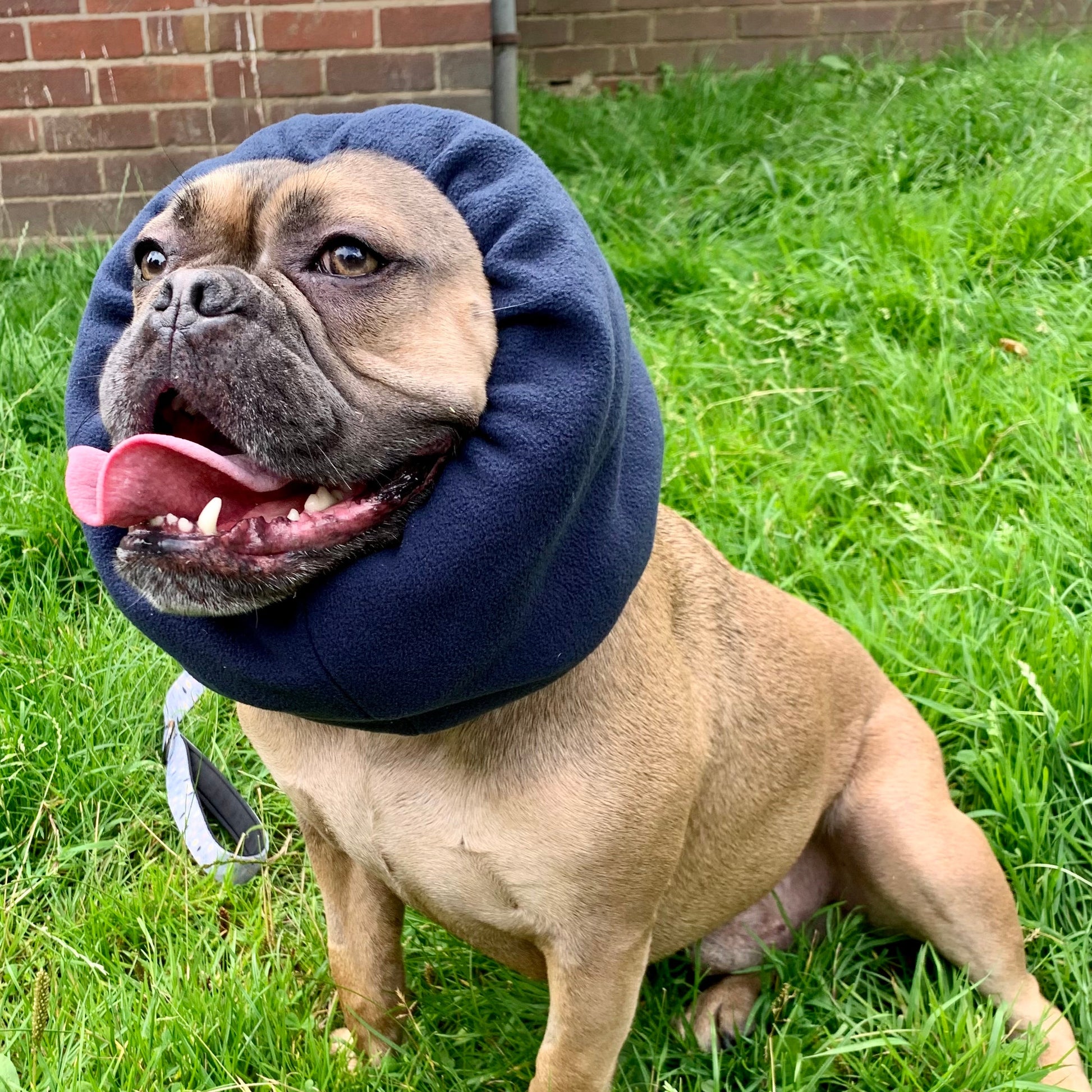 Bulldog wearing navy hush muff.