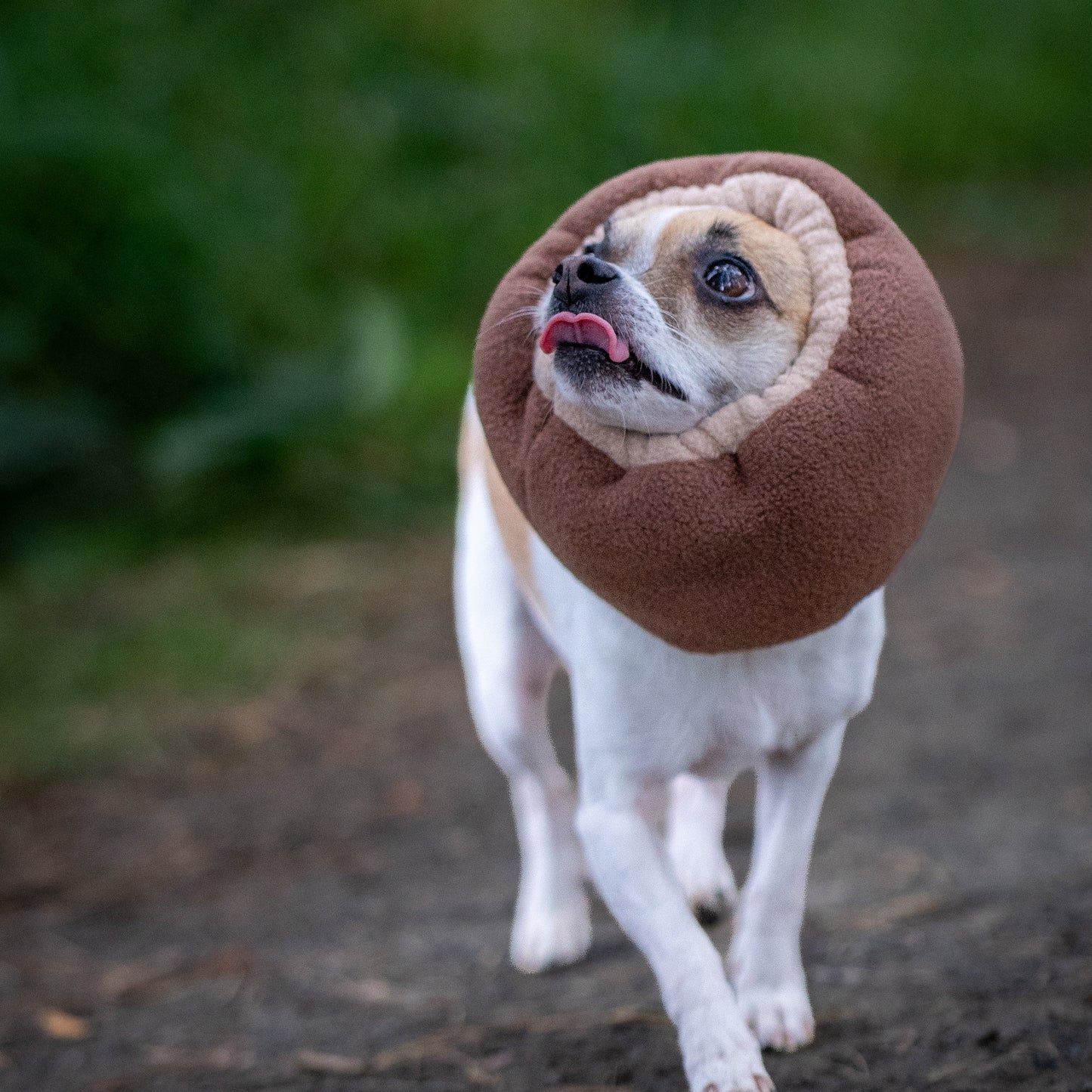 A small white and tan dog walking on a dirt path outdoors, wearing brown ear cover