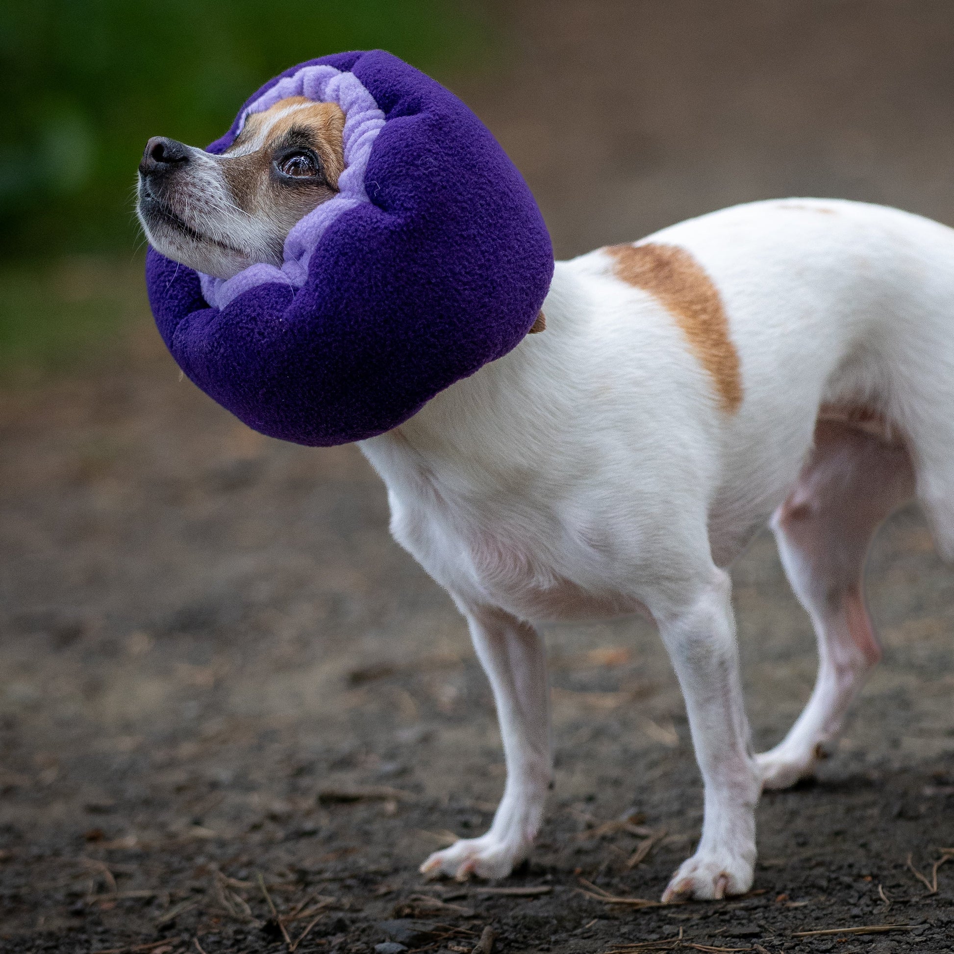 A small white and tan dog standing outdoors on a dirt path, wearing a large purple plush donut-shaped collar or headband.