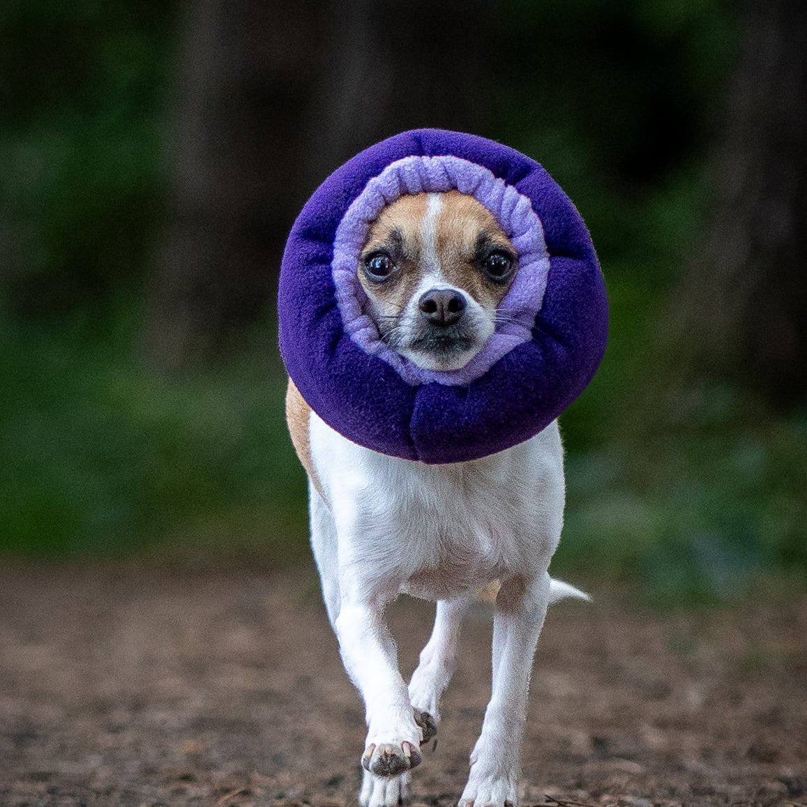 A small white and tan dog walking on a forest path wearing a purple ear cover snood