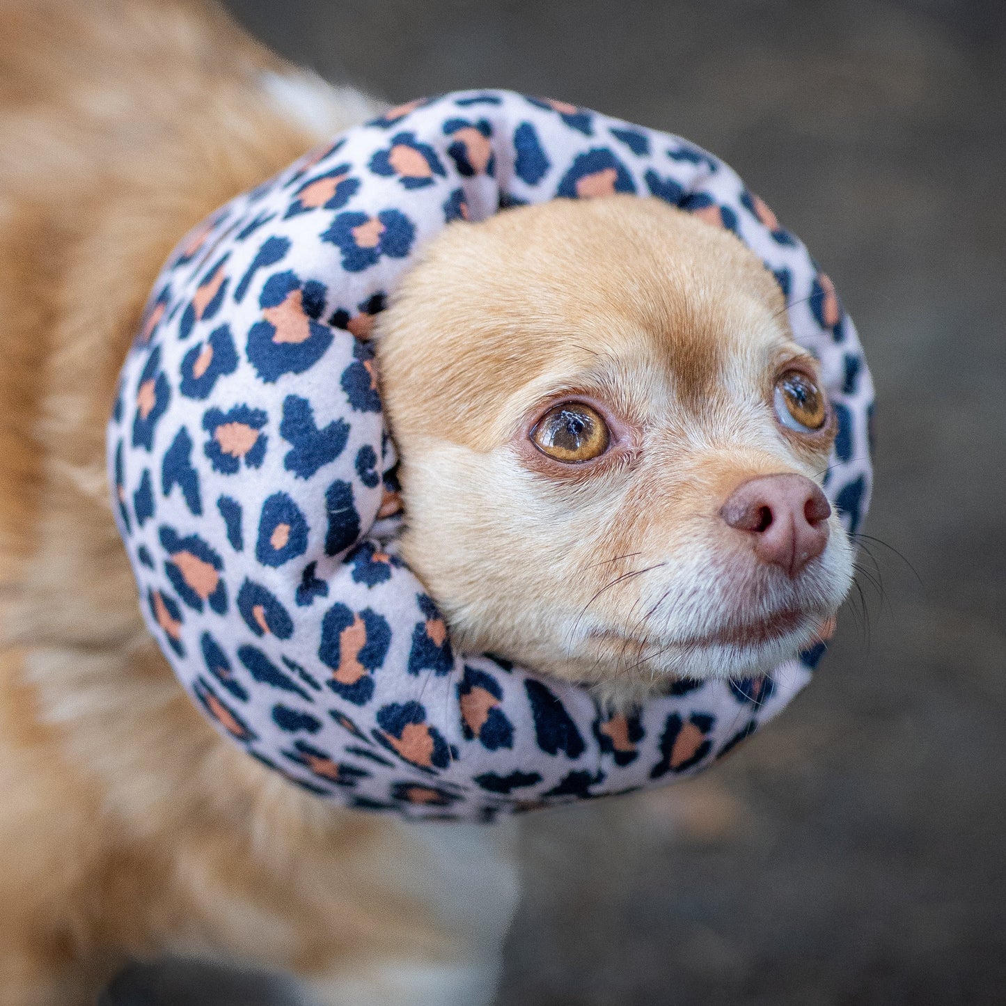 A small tan chihuahua wearing a leopard print hush muff