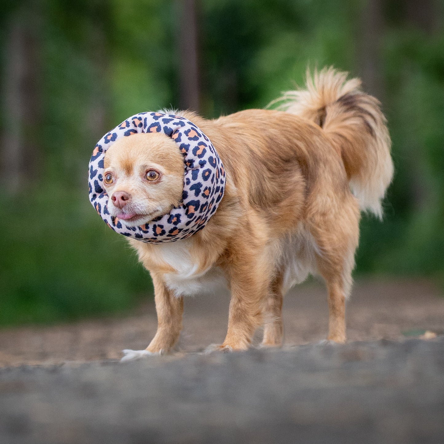 A small tan dog standing outdoors on a dirt path wearing a leopard hush muff