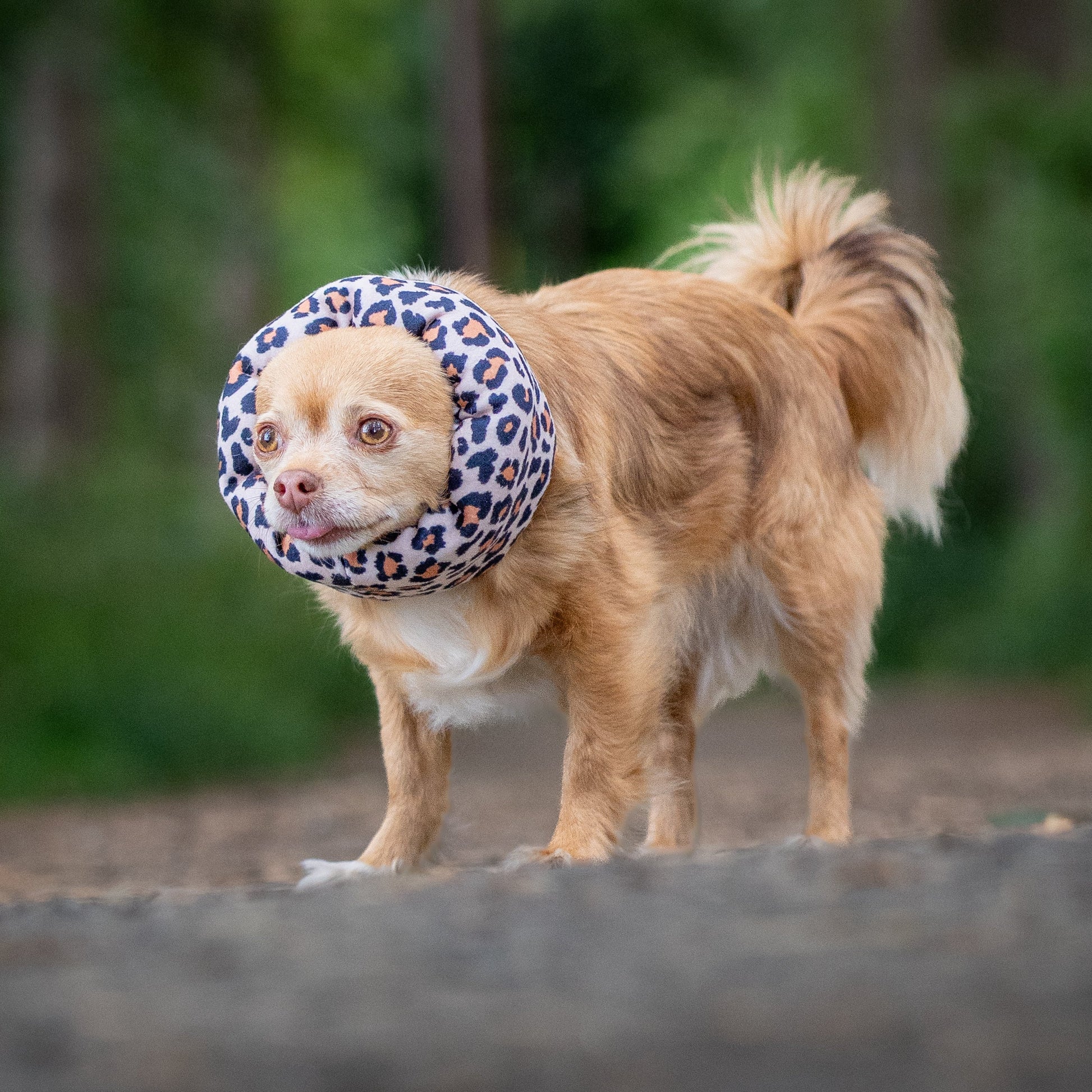 A small tan dog standing outdoors on a dirt path wearing a leopard hush muff