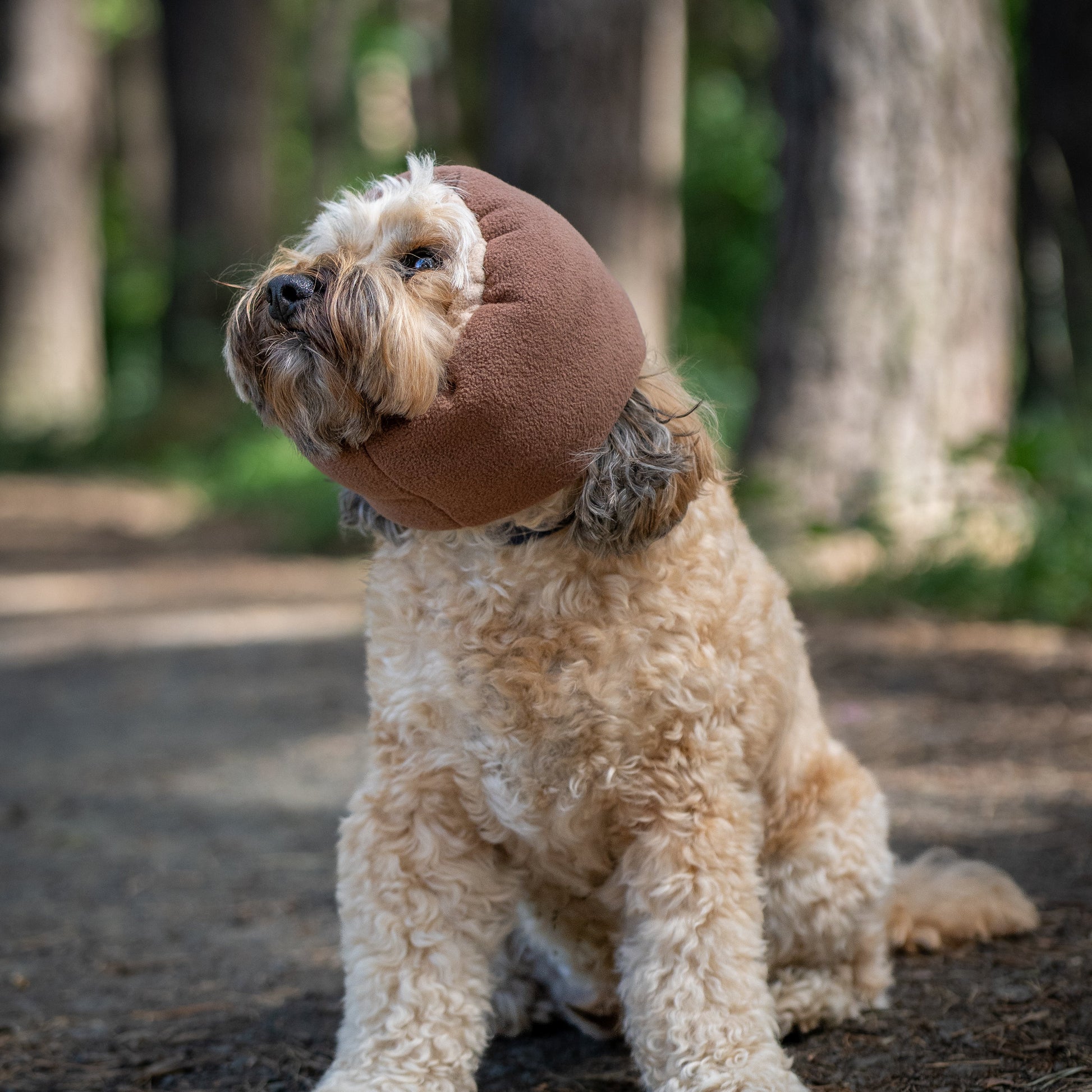 A fluffy cream-colored dog sitting on a forest path, wearing a brown ear cover hush muff