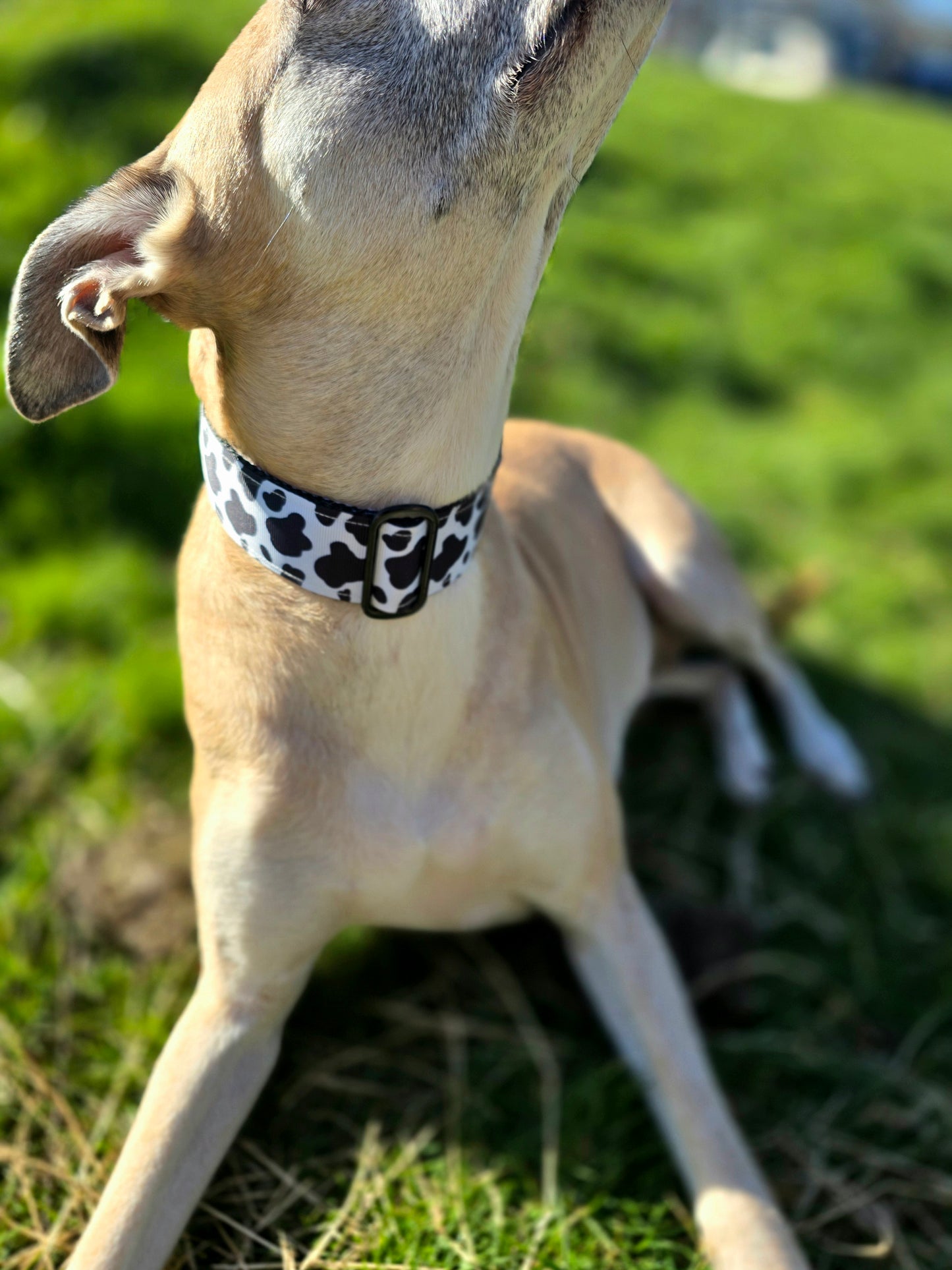 Cow print martingale dog collar.