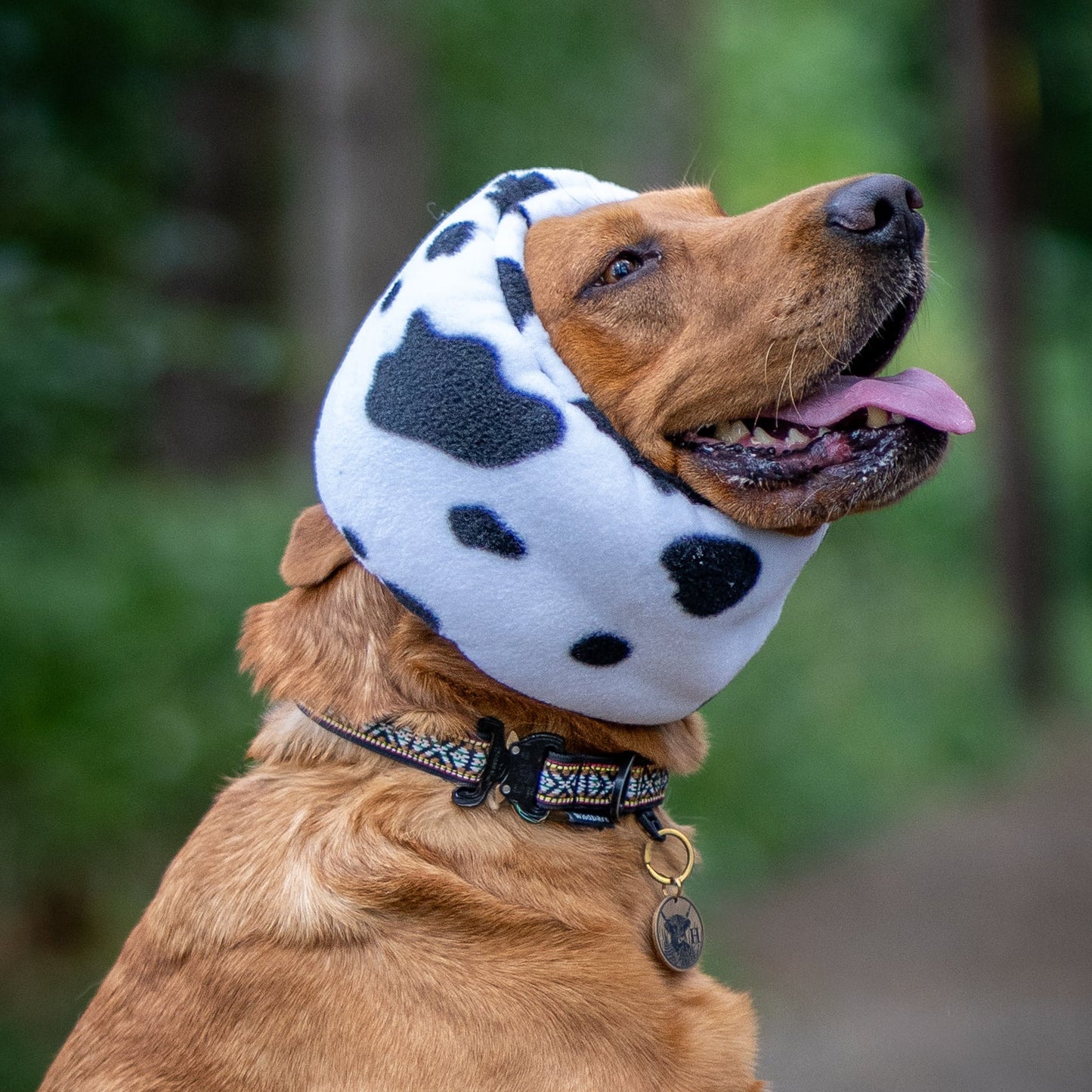 A golden retriever dog wearing a white and black cow-print ear cover sitting outdoors on a blurred forest path.