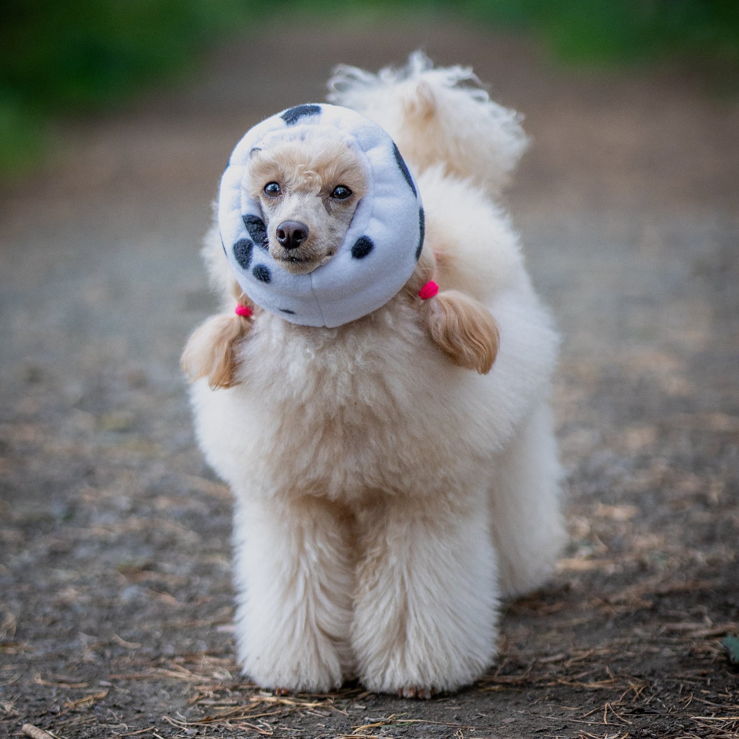 A small fluffy cream-colored dog standing on a dirt path outdoors, wearing a black and white cow print ear cover