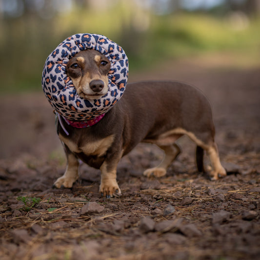 A dachshund wearing a leopard-print ear cover stands on a muddy outdoor path.