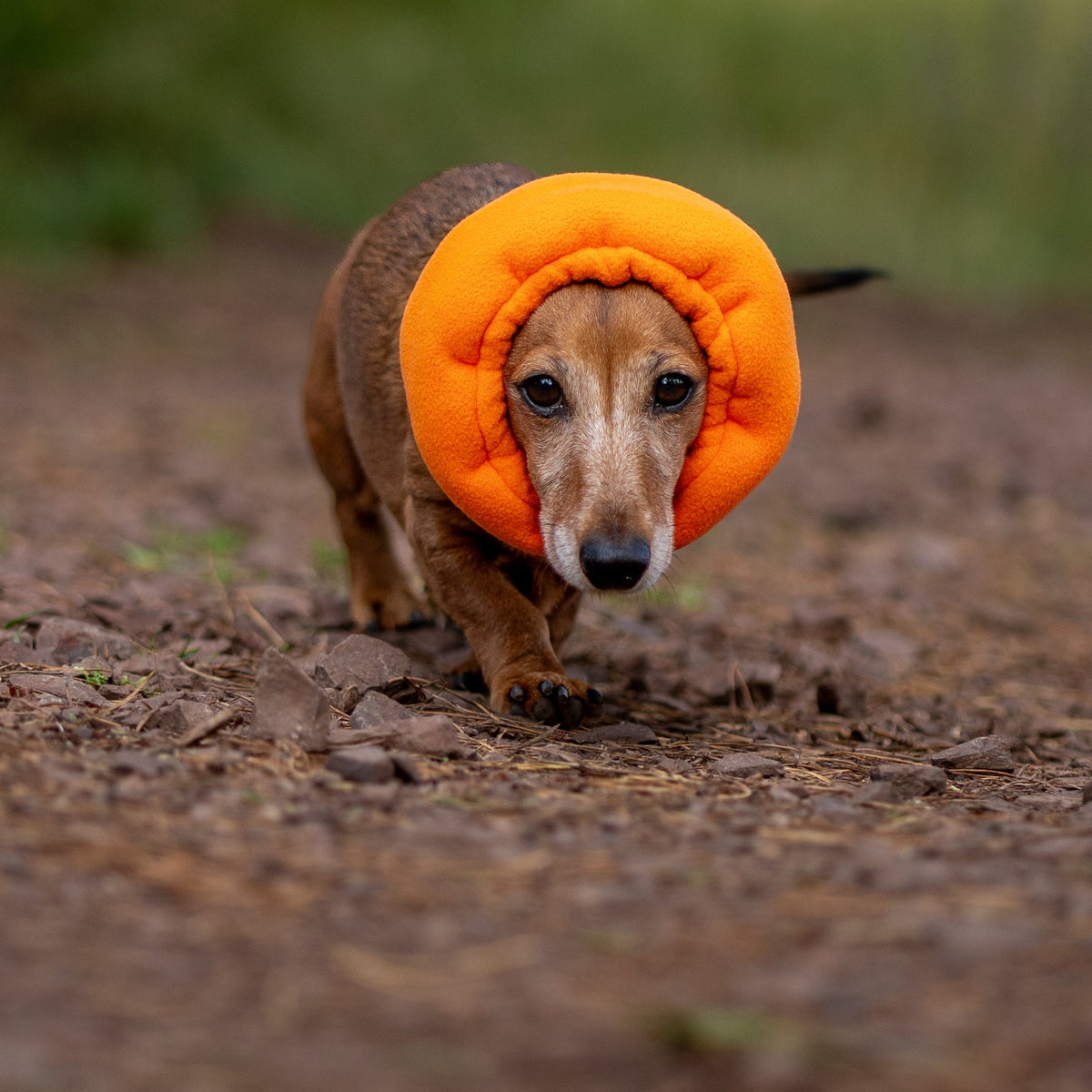A dachshund wearing a bright orange padded ear cover, walking on a muddy dirt path outdoors.