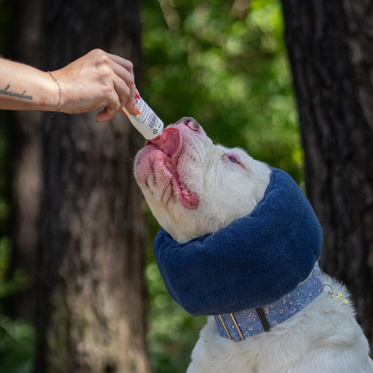 A white dog wearing a blue ear cover being fed live paste from a tube