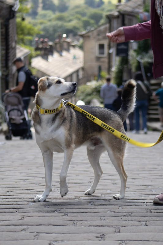 Awareness Close Control Lead