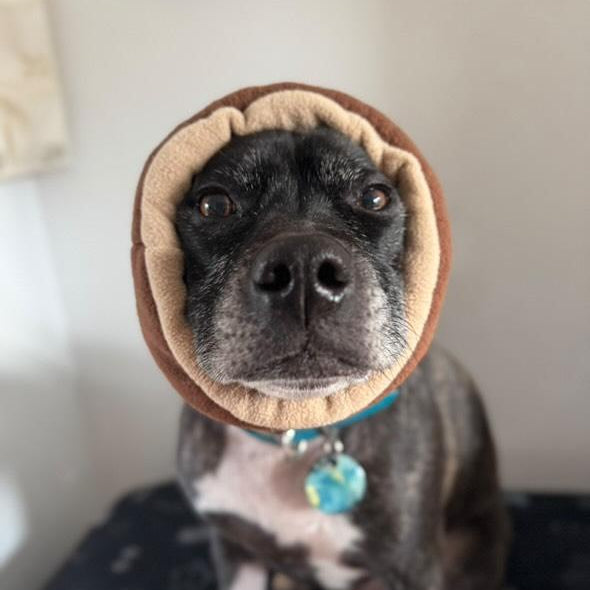 Dog wearing a brown hood with a blurred background