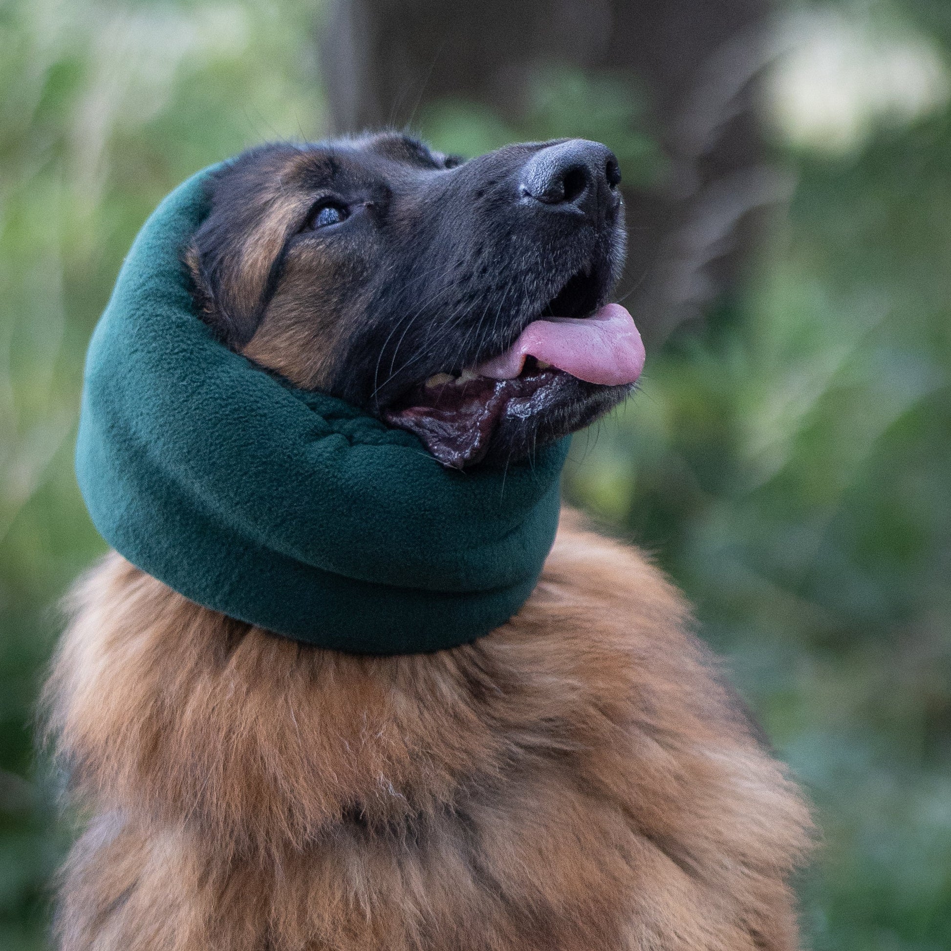 german shepherd wearin forest green ear cover