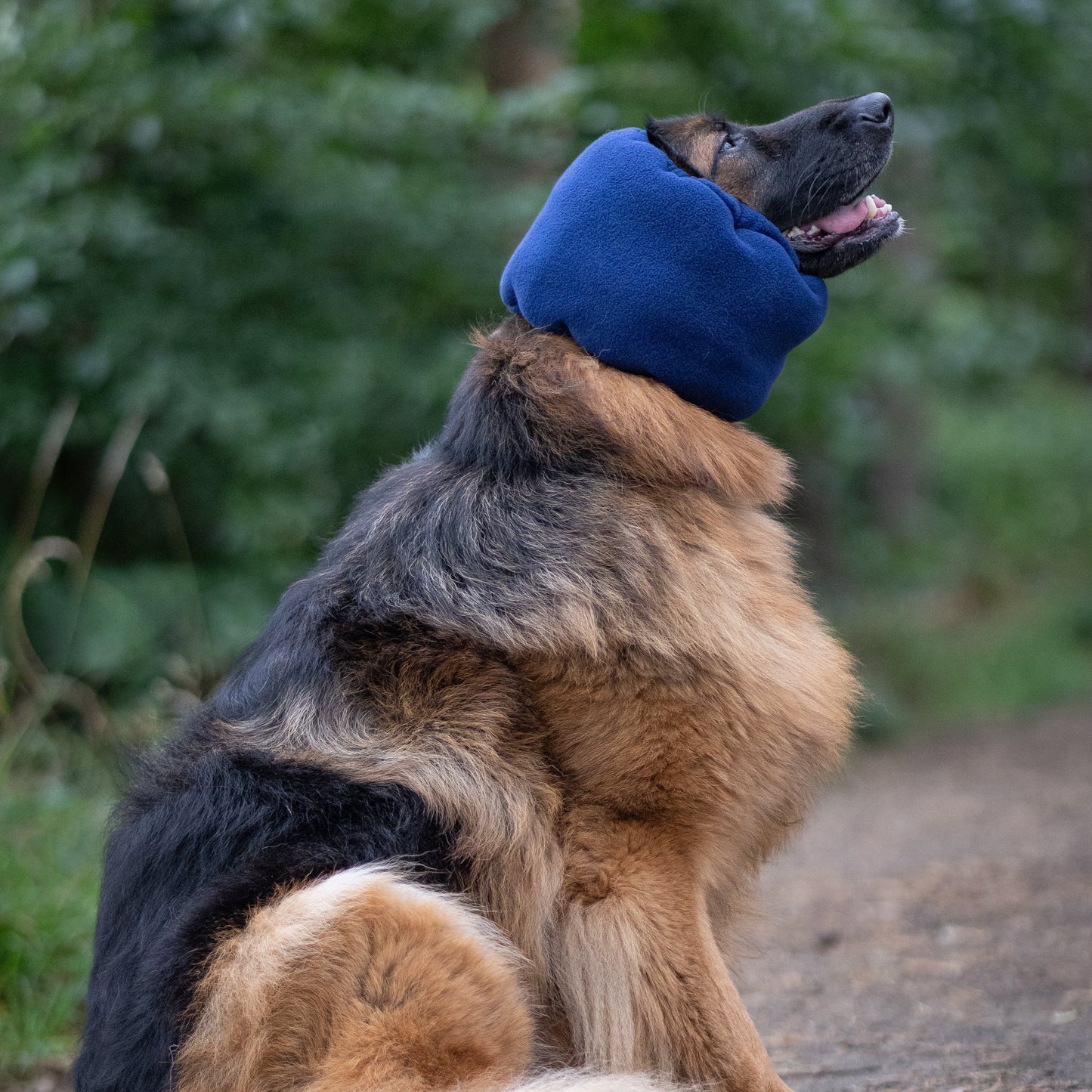 A German Shepherd dog sitting on a dirt path outdoors, wearing a navy blue ear cover.The background is a soft-focus green forest.