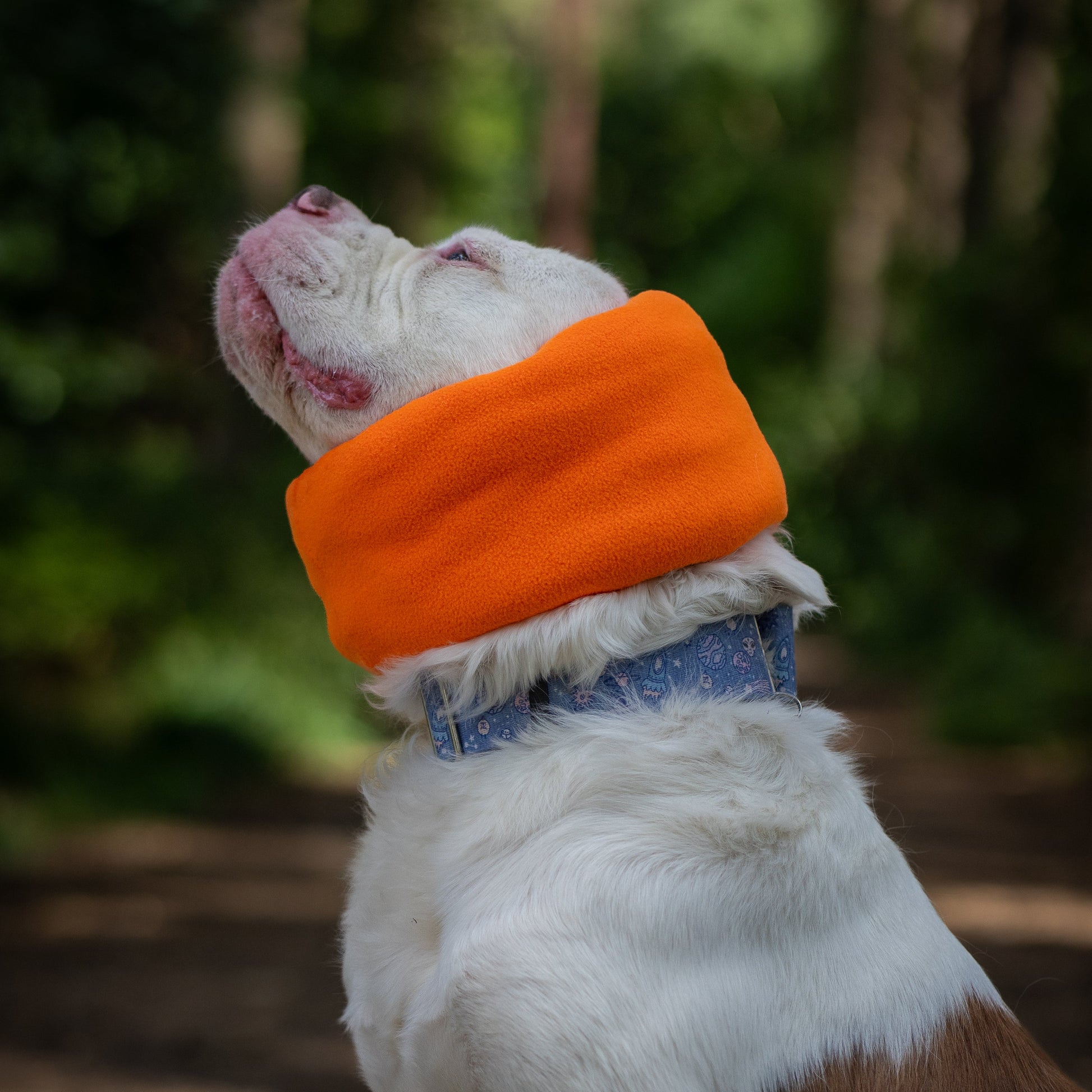 A white and brown dog wearing an orange hush muff