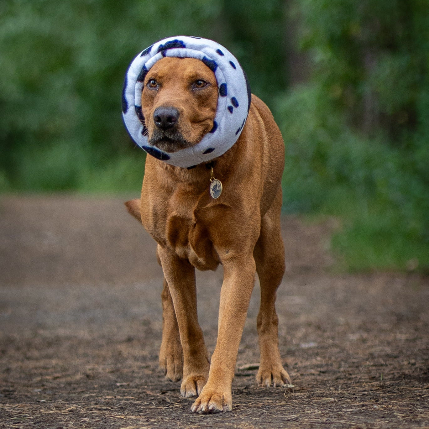 A brown dog standing on a dirt path outdoors, wearing a hush muff