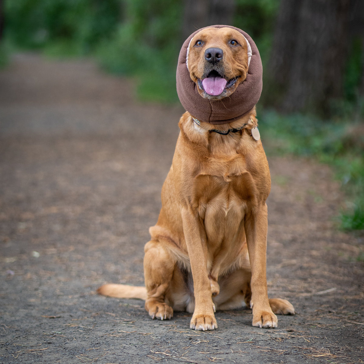 A golden retriever dog sitting on a dirt path in a forest, wearing a brown protective ear cover