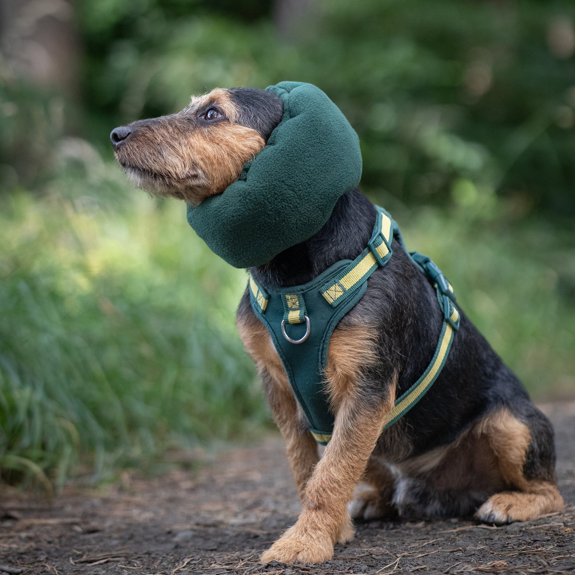 A small black and tan dog wearing a green ear cover and matching green harness sits on a forest path.