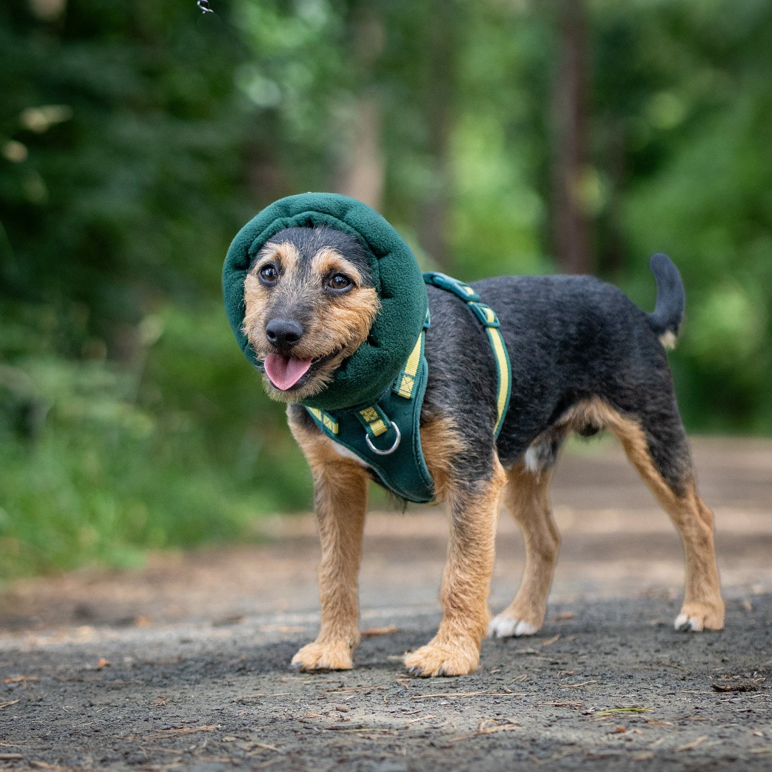 A small black and tan dog standing on a dirt path in a wooded outdoor setting, wearing a green hush muff snood
