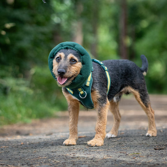 A small black and tan dog standing on a dirt path in a wooded outdoor setting, wearing a green hush muff snood