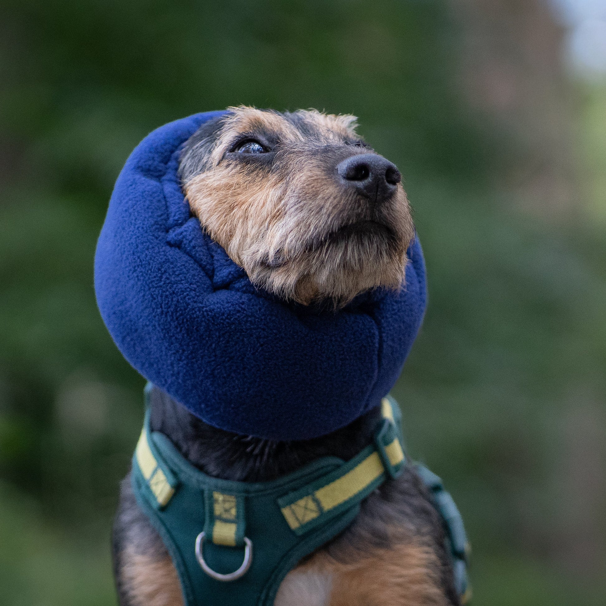 A small dog wearing a navy blue fleece ear cover