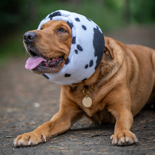 A brown dog lying on a dirt path outdoors, wearing an ear over in cow print