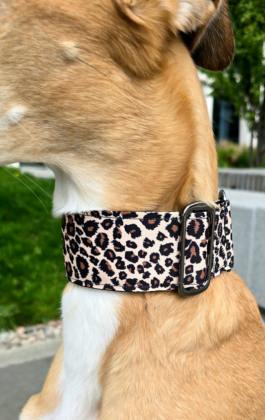 Close up of brown leopard print dog collar.