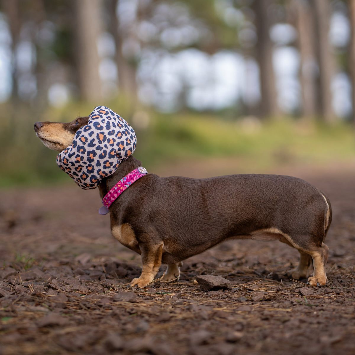 A dachshund standing on a muddy path in a park, wearing a pink collar and a patterned fabric head covering.