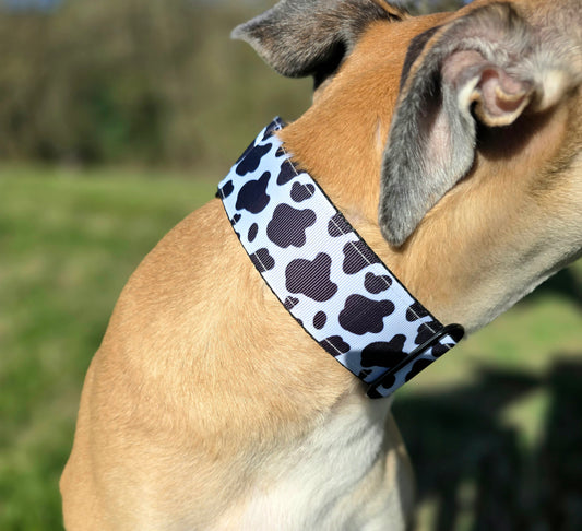 Side view of dog wearing cow print martingale collar.