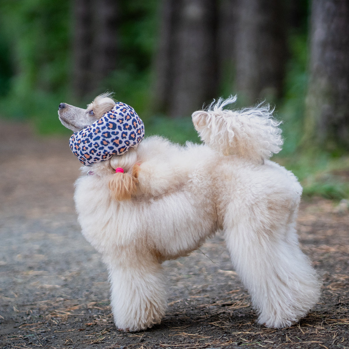 A small cream-colored poodle standing on a dirt path in a wooded area, wearing leopard-print ear cover