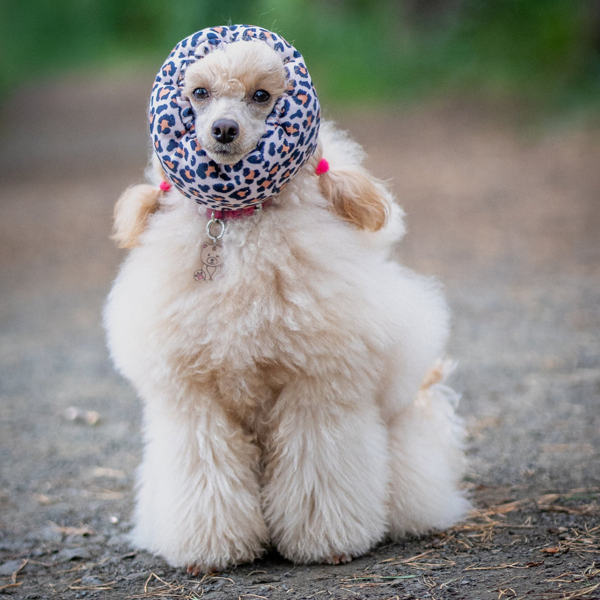 A fluffy cream-colored poodle sits on a dirt path in a forest, wearing a leopard snood ear cover