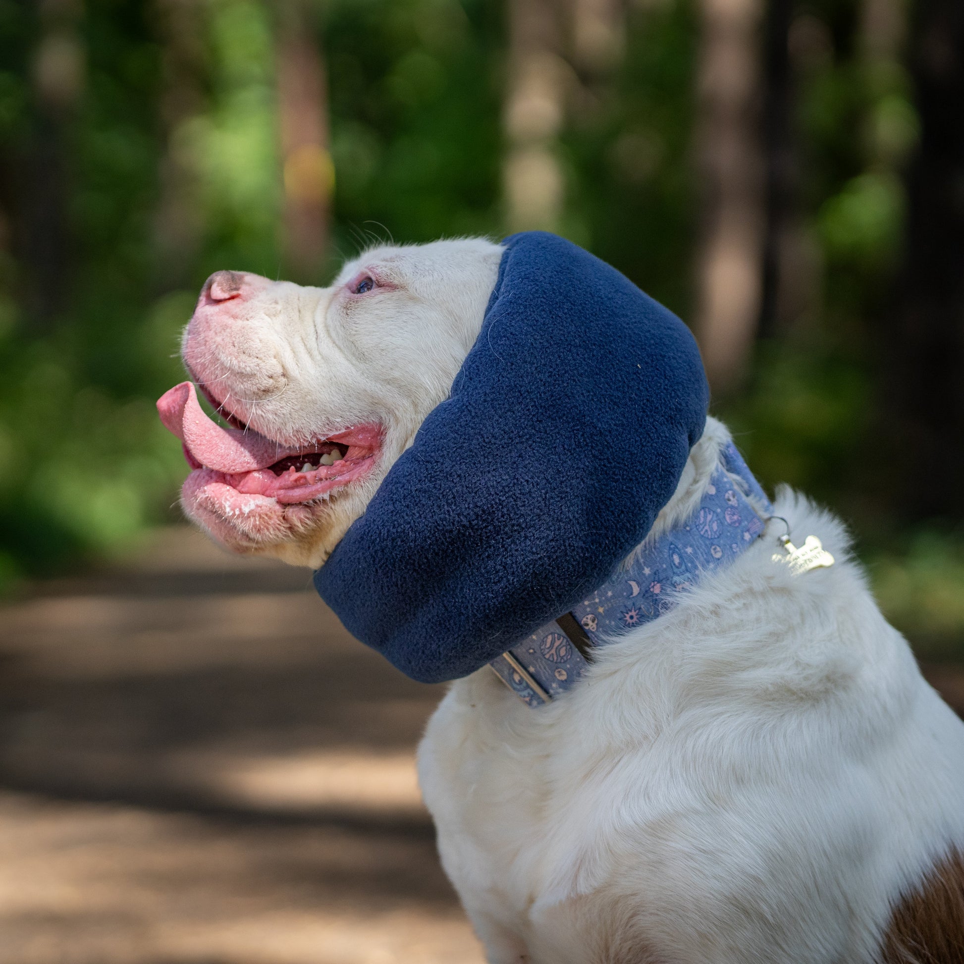 A white and brown dog outdoors on a forest path, wearing navy blue hush muff ear cover