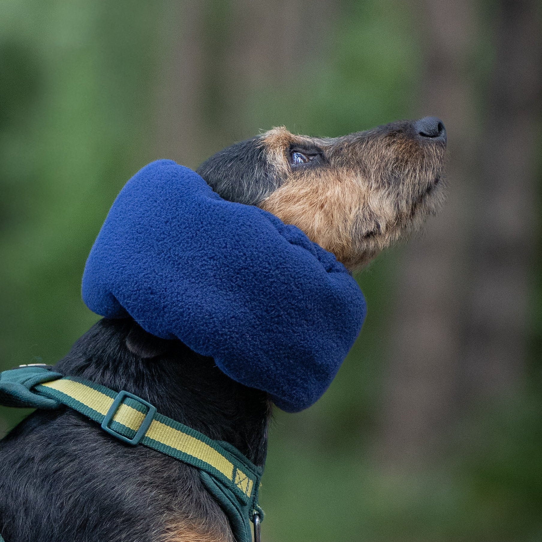A black and tan dog wearing a blue fleece ear cover