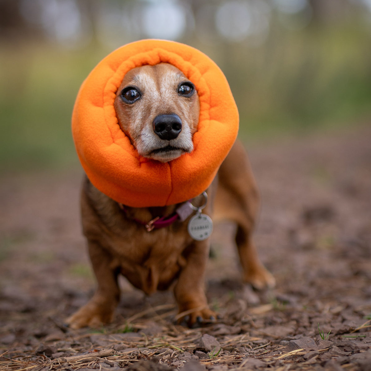 A small brown dog wearing a bright orange plush ear cover snood, standing on a dirt path outdoors with a blurred natural background.