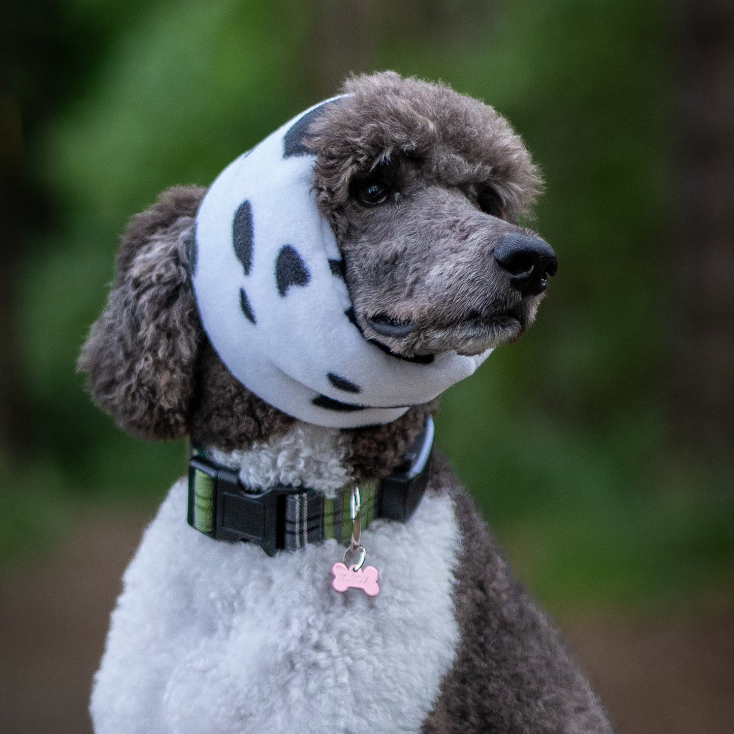 A poodle wearing a cow print ear cover, in an outdoor forest setting.